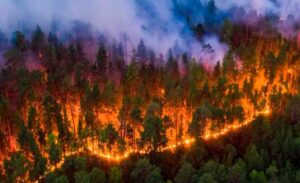 Casi 16 mil hectáreas de bosque quemadas Honduras