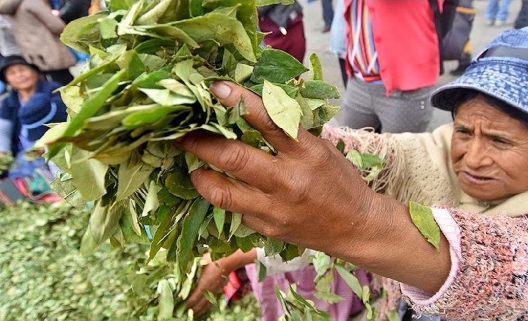 Bolivia y Colombia acuerdan acciones para desestigmatizar la hoja de coca
